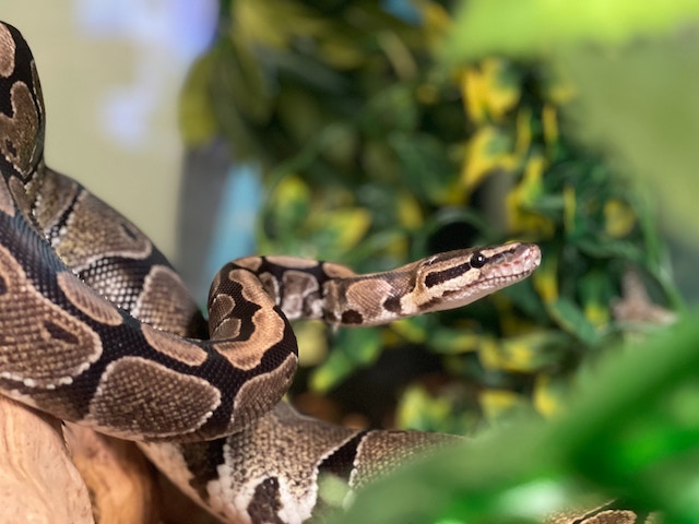 ball python