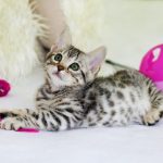 best cat toys for bengals