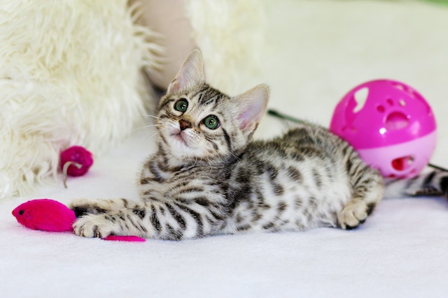 best cat toys for bengals