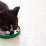 best cat training treats