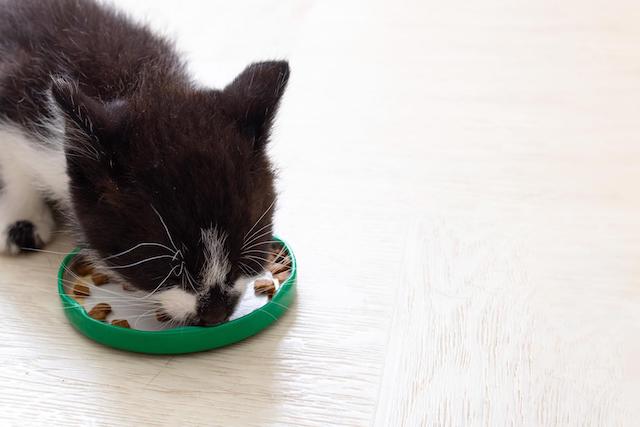 best cat training treats