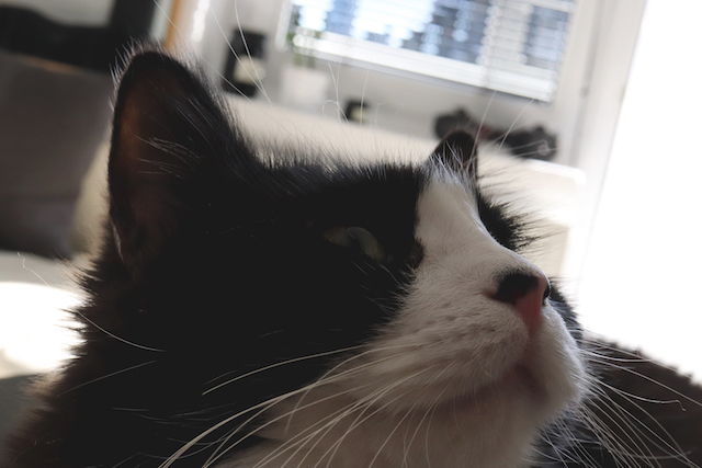 black and white cat