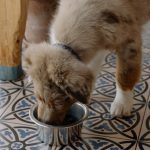 can dogs eat egg salad