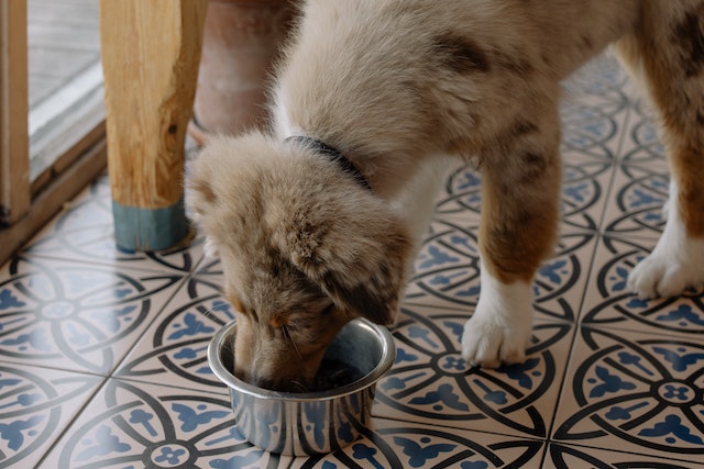 can dogs eat egg salad