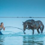 can horses swim