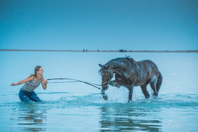 can horses swim