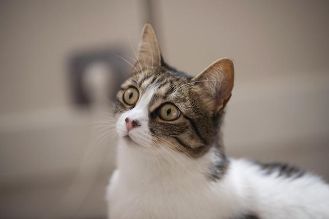 cat with surprised eyes