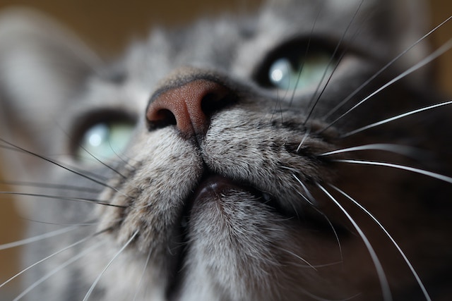 cat nose