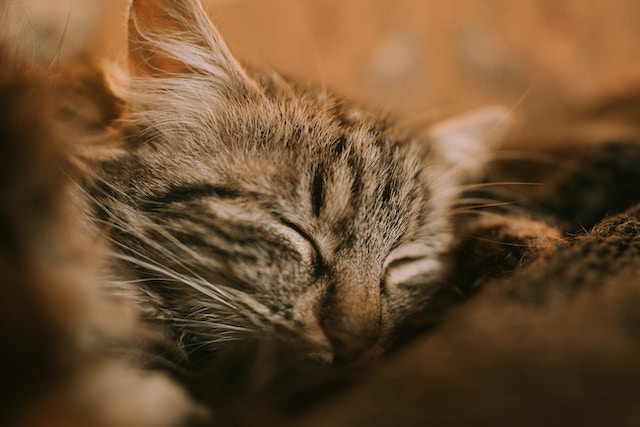 cat purring
