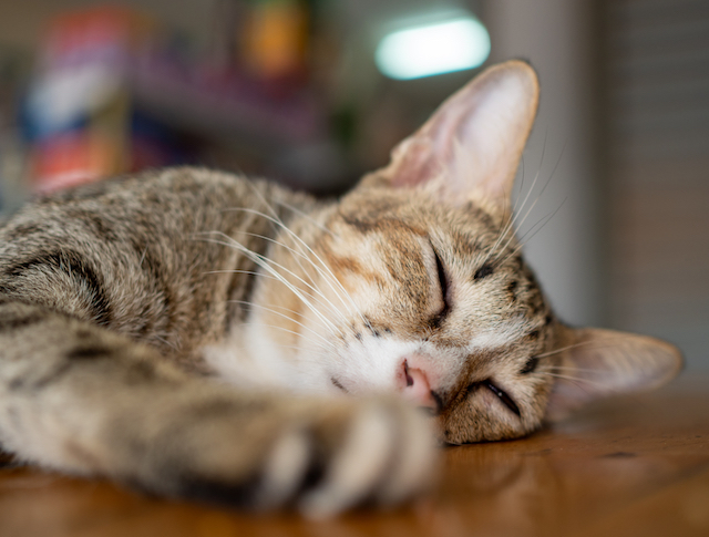 cat sleeping