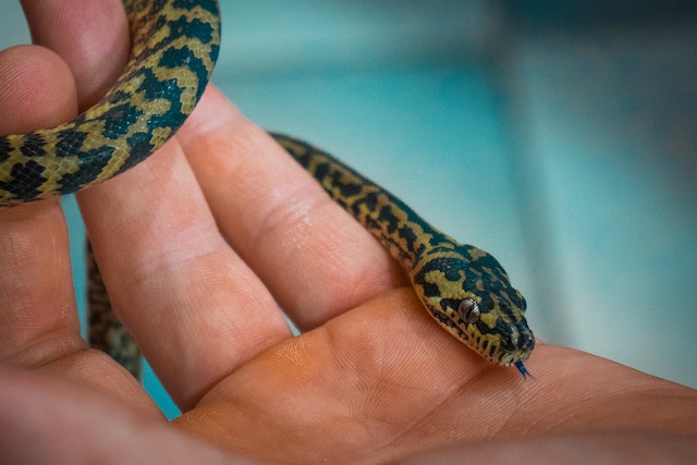 children's python