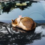 driving cross country with a cat