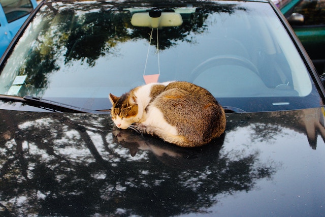 driving cross country with a cat