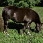horse eating