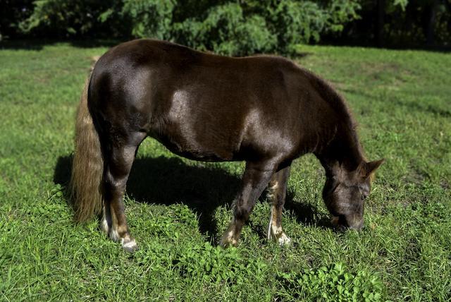 horse eating