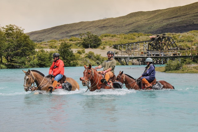 horse swim training
