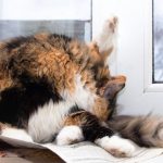 how to tell if your indoor cat has fleas