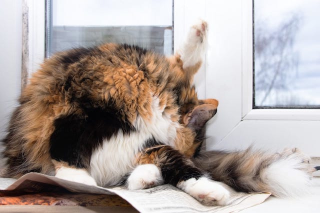 how to tell if your indoor cat has fleas