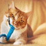 keep indoor cat entertained
