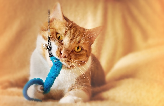 keep indoor cat entertained