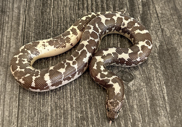 kenyan sand boa
