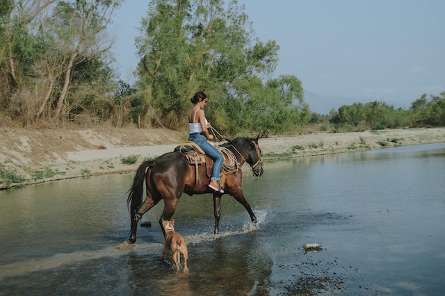 horse in water