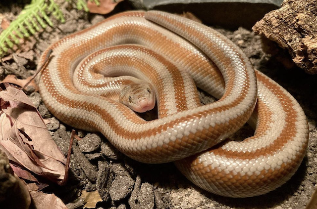 rosy boa snake