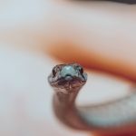 smallest pet snake breeds