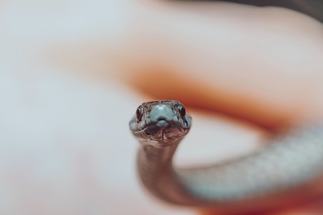 smallest pet snake breeds