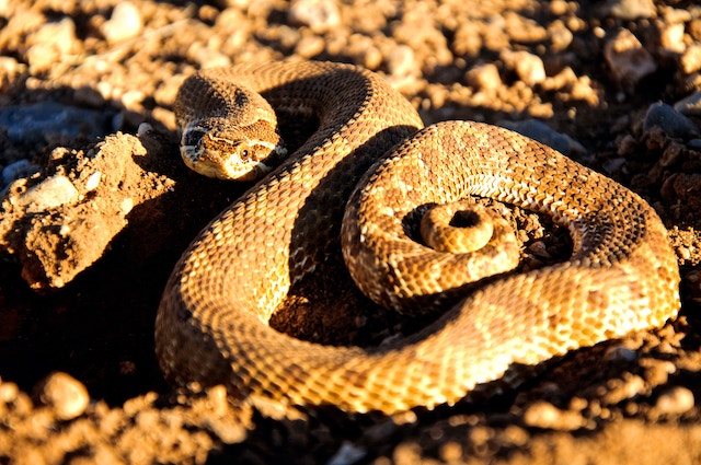 western hognose snake