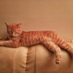 Why Do Cats Noses Get Wet When They Purr