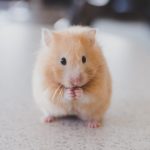 can hamsters eat green beans