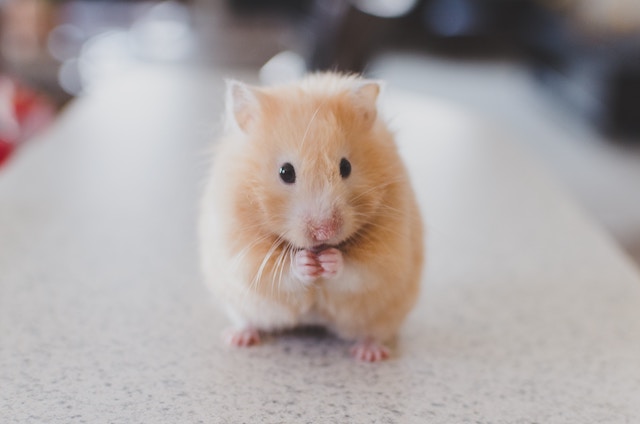 can hamsters eat green beans