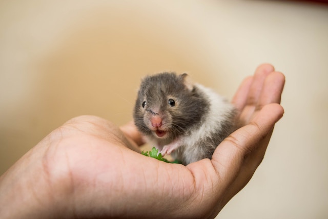 hamster in hand