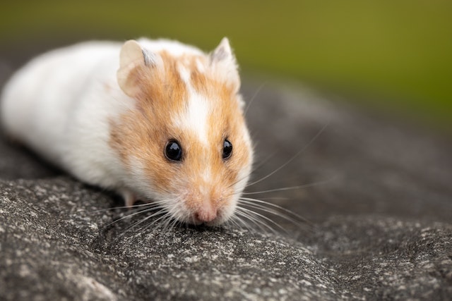 hamster on rock