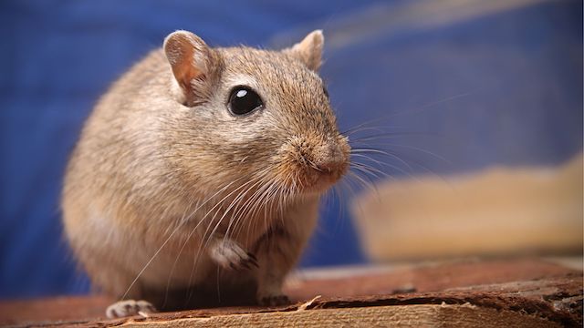 adorable gerbil