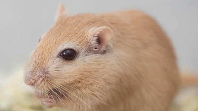 adorable small gerbil