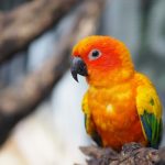 sun conure lifespan