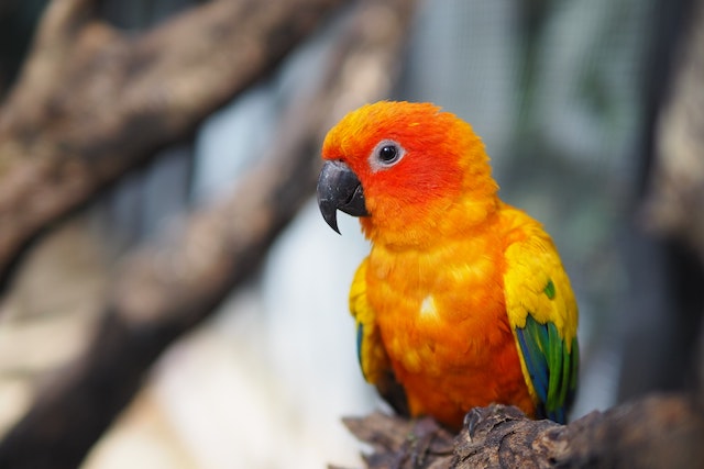 sun conure lifespan