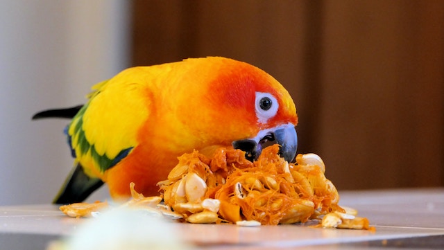 sun conure eating