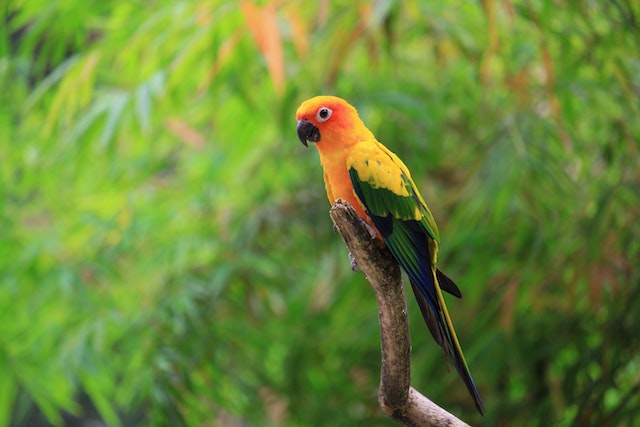 sun conure on a stick