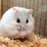 can hamsters eat rice
