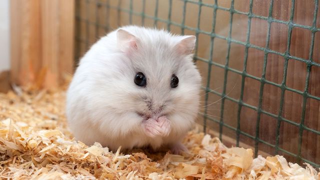 can hamsters eat rice