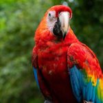 can parrots eat strawberries