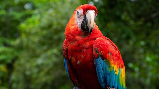 can parrots eat strawberries