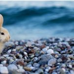 can rabbits swim in water
