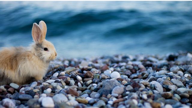 can rabbits swim in water