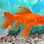 do goldfish sleep