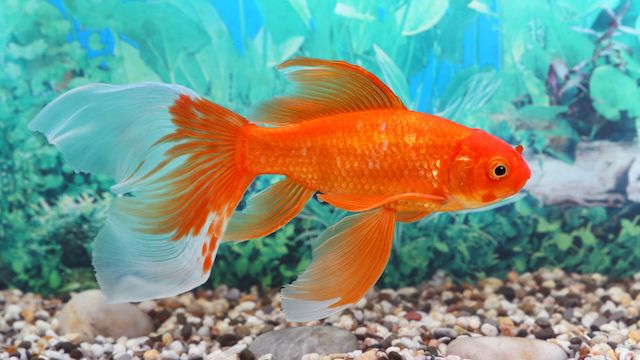 do goldfish sleep