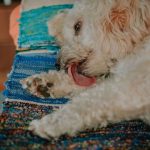 dog licking paws and limping